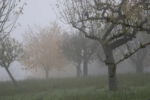 霧の中で残りの葉と曲がった草原の果樹園 — ストック写真