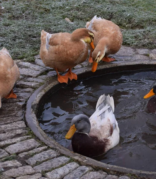 Ördekler Birbirlerine Havuz Başında Fısıldıyorlar — Stok fotoğraf
