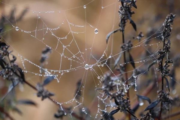 Örümcek Ağına Çılgınca Dağıtılmış Damlalar — Stok fotoğraf