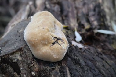 Ağaç kütüğünde peçeli çokgözenek