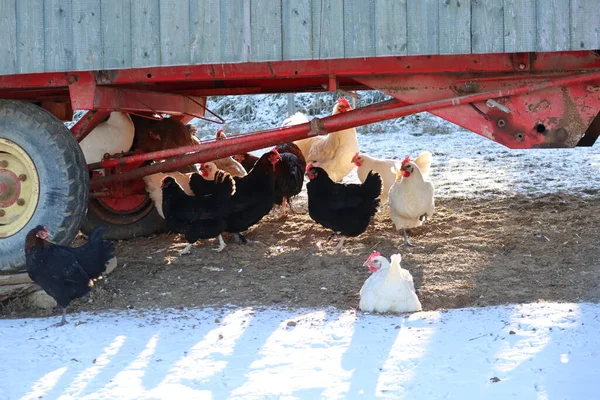 Chickens enjoy a snow-free Area