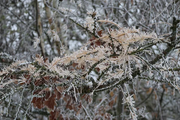 オークの前にある霜降りのカラマツの枝 ストック写真