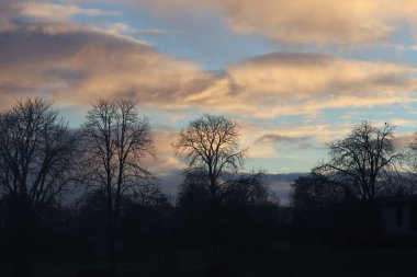 Güneş doğduktan kısa bir süre sonra ıssız ağaçlar