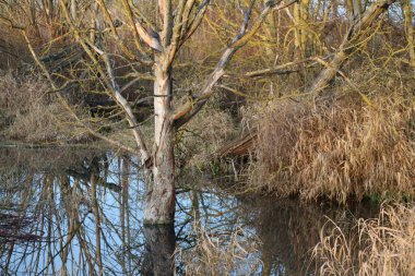 Rüzgarsız bir sabahta Suda duran ağaç