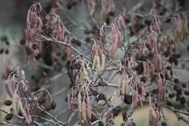 Fruits and Seeds of the Alder in Winter