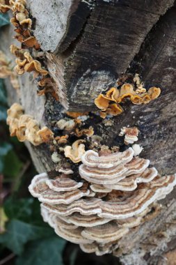 two Kinds of Tree mushrooms 