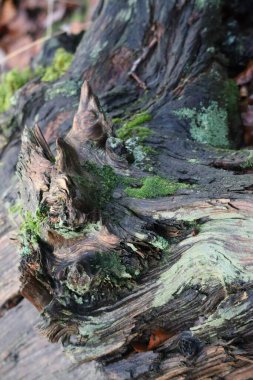 old wet Root full of Lichen and Moss