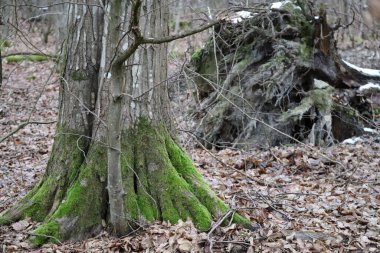uprooted Tree next to a strong Trunk