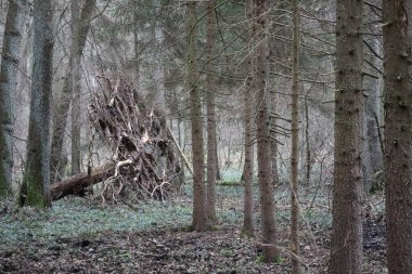 uprooted Tree shows the Danger in the Forest