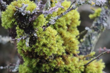 Star moss and Lichen in a moist Location