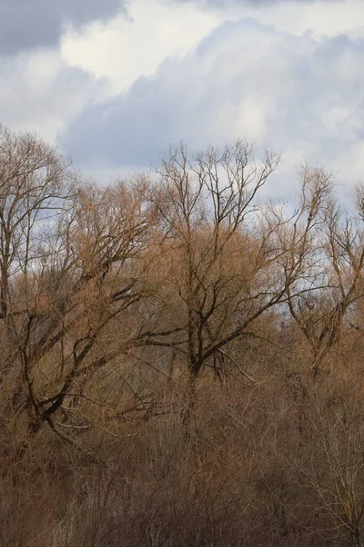 Die Natur Ist Anfang März Noch Braun — Stockfoto