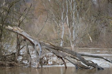 Sudan kaçan bir ağaç gibi.