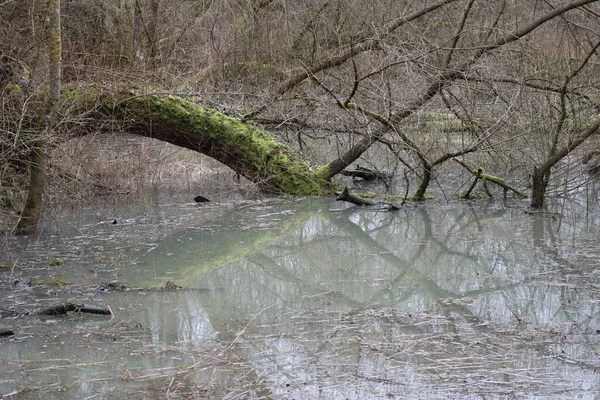 树倒在水里 — 图库照片