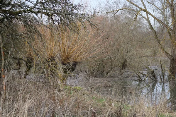 洪水中新鲜发芽的长满枝条的柳树 — 图库照片