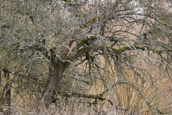 Drzewo Pokryte Licheniem — Zdjęcie stockowe