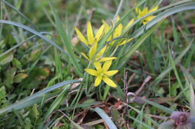 Çayırda yemyeşil bir çayırda