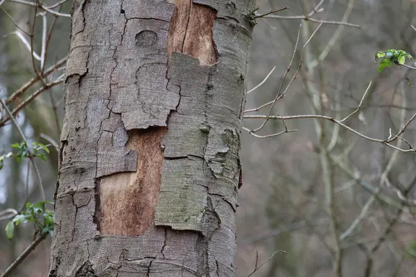 Šindele Stromě Odštípnuté Sekcích — Stock fotografie