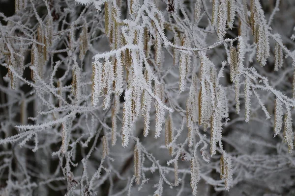 Надзвичайно Замерзлий Вітер Хороза — стокове фото