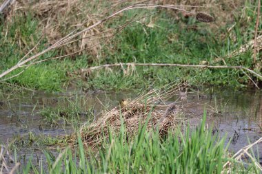 Çalı bülbülü, Çimeni gizlilik ekranı olarak kullanır