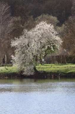 Güç dağıtım kutusu, Kamp alanındaki ilkbaharı rahatsız ediyor.