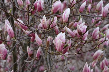 Yeni ve eski Çiçekli Magnolia