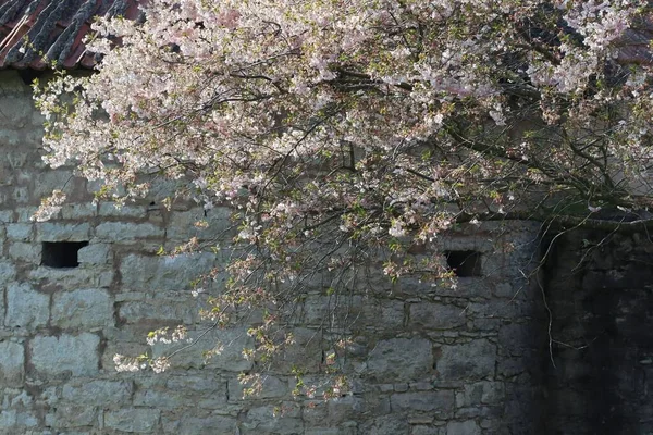 在明亮的阳光下 樱花绽放在一座中世纪的塔前 — 图库照片