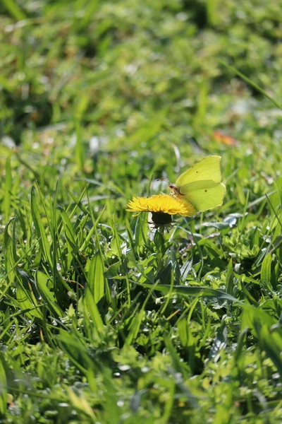 タンポポにはブリムストーン蝶が座っています — ストック写真