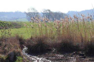 Çayırda bir dere sızıyor.