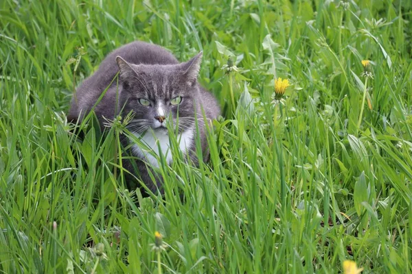 緑の草の中に緑の目の猫 — ストック写真