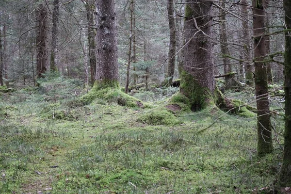 Wilgotne Woodland Przyciąga Mosses Heather Trawy — Zdjęcie stockowe