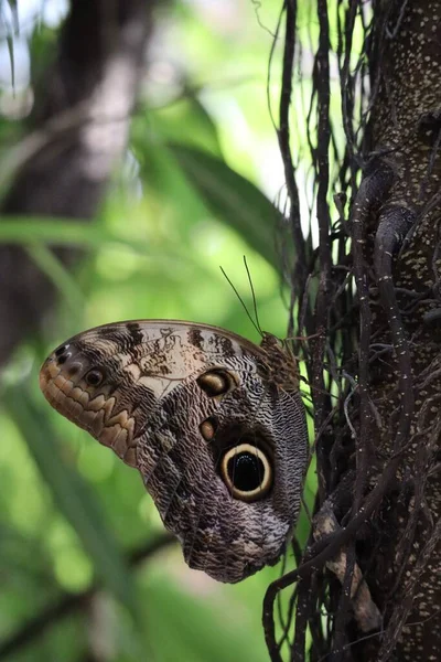 熱帯植物の大きなフクロウ蝶 — ストック写真