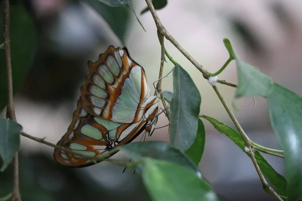 Malachitový Motýl Visí Vzhůru Nohama Foliage — Stock fotografie
