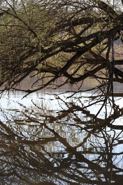 繁茂的河岸树木映照在明亮的区域 — 图库照片