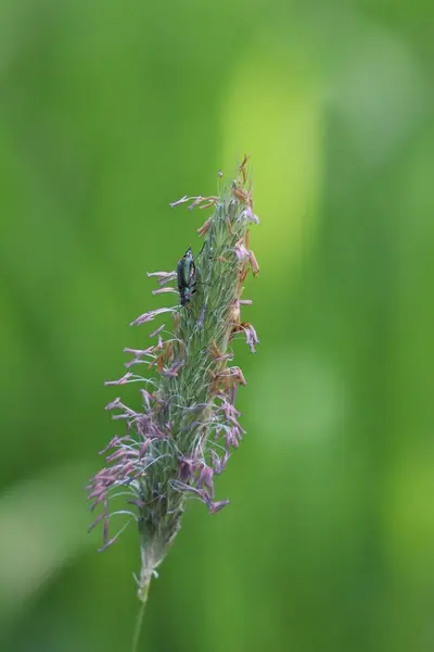 マラカイトカブトムシがフォックスタイルの草の上に降りる — ストック写真