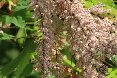 Tamarisk çiçeğinin çok güzel çiçekleri var.