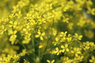 Sarı siğilli lahana Sabah ışığında