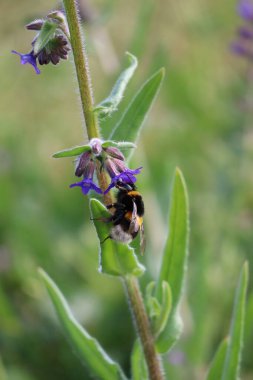 Genel Alkanet 'te buff-tail Bumblebee