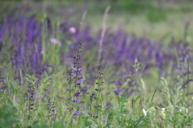 Çeşitli bitki yapısına sahip sağlıklı çayır