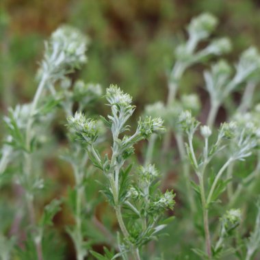 Çayırdaki genç Mugwort
