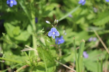 Çayırdaki Germander Speedwell