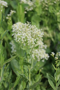 Bir tarlada çiçek açan beyaz tereyağı