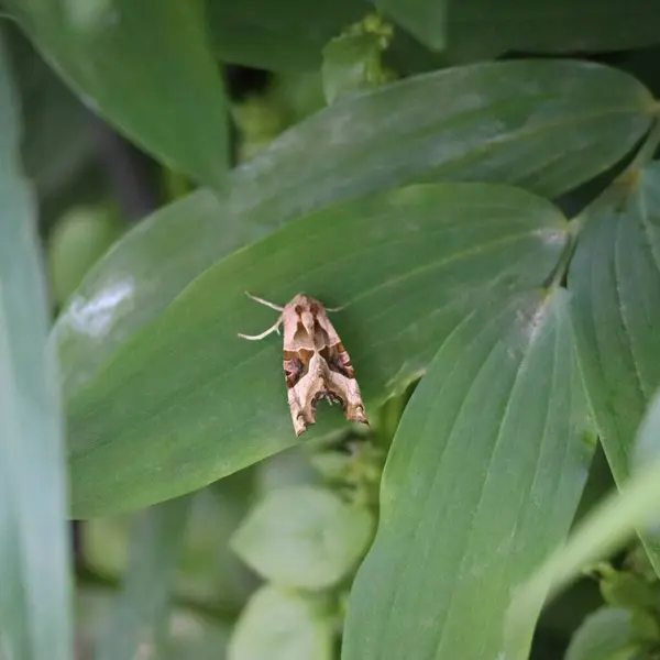 Úhlové Stíny Moth Spí Soumraku Pod Šalamounovou Pečetí — Stock fotografie