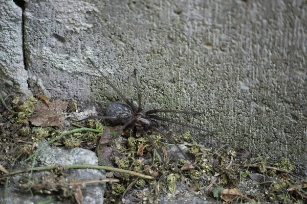 屋角蜘蛛偷偷地沿着屋墙爬行 — 图库照片
