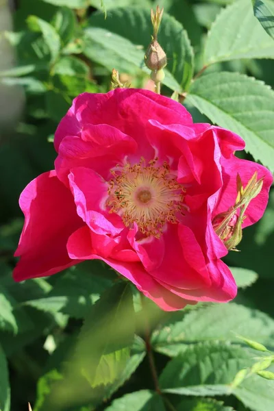 Γαλλικό Τριαντάφυλλο Στην Άκρη Ενός Κήπου Κατανομής — Φωτογραφία Αρχείου