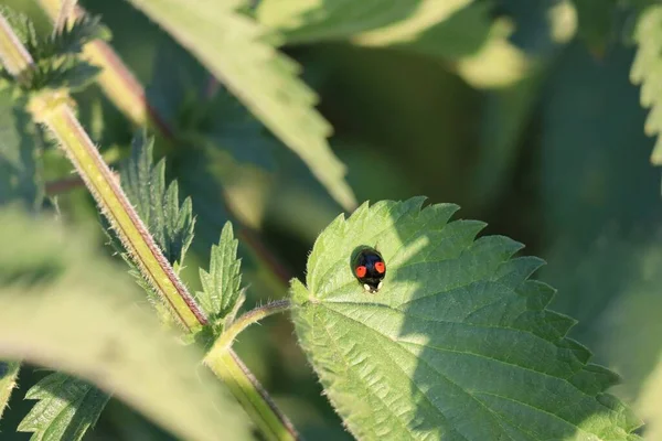ストリングス ネットワーク上の2点式Ladybug — ストック写真