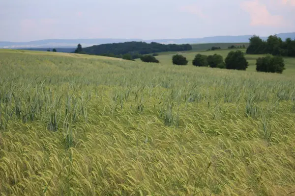Yumuşak Buğday Çavdar Tarlada Birlikte — Stok fotoğraf