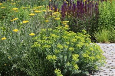 Halka açık bir Bahçe Bölgesinde Sequiers-spurge