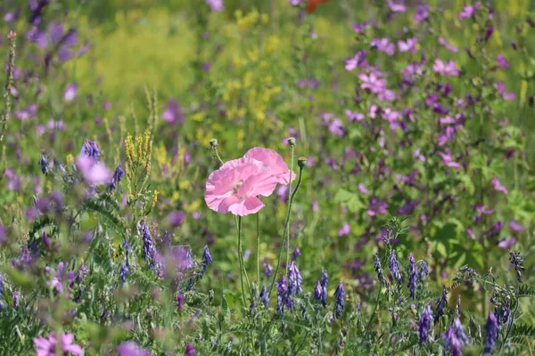 2つのピンクのオリエンタルポピーを持つ野生の花の草原 — ストック写真