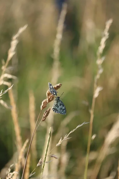 Dva Mramorovaní Motýli Houpají Travní Čepeli — Stock fotografie