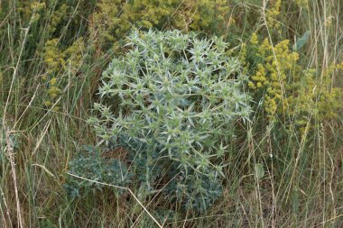 Watling Sokağı devedikeni bir salyangoz ziyareti için mutlu.